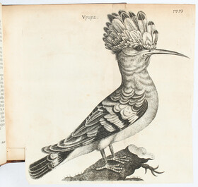 Charleton, Onomasticon zoicon