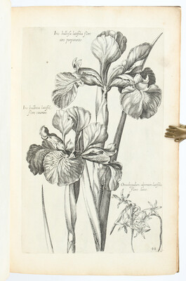 Bry, Florilegium novum. New Blumbuch
