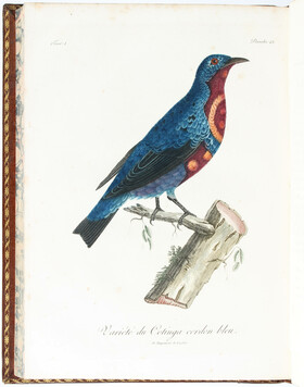 Le Vaillant, Histoire d'oiseaux