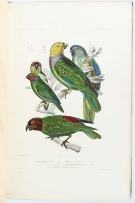 (Hombron), Voyage au pole du sud. Zoologie. Atlas