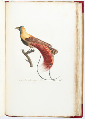 Audebert & Vieillot, Oiseaux dorés. 2 Bde.