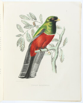 Du Bus de Gisignies, Esquisses ornithologiques. 5 Hefte