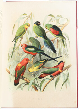 Reichenow, Vogelbilder. Abbildungen der Papageien