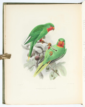 Rowley, Ornithological miscellany. 3 Bde