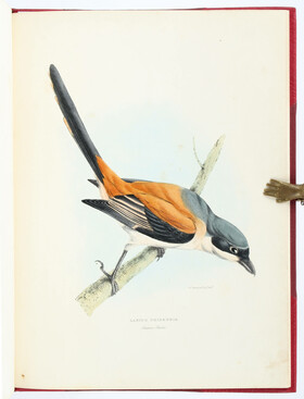 Gray, Birds of China / 2 Bde.