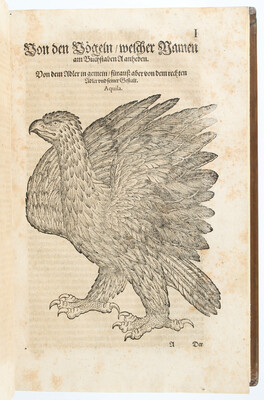 Gesner, Vogelbuch