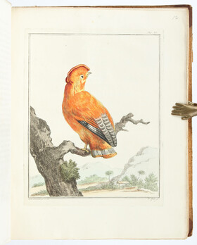 Vosmaer, (Natuurkundige Beschrijving)