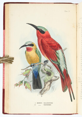 Layard, Birds of South Africa