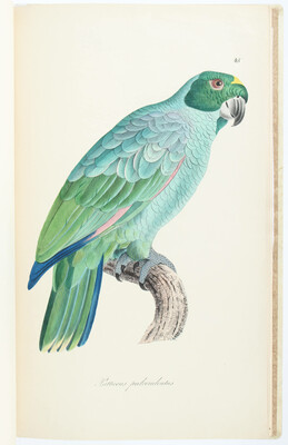 Brehm, Monographie der Papageien