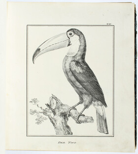 Schmid, Beschreibung der Vögel