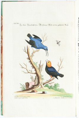 Seligmann. Sammlung seltener Vögel. Teil 1.