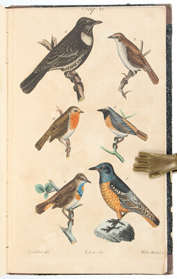 Brehm, Kanarienvögel / 3 Bde.