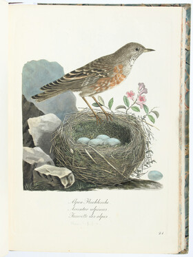 Schinz, Des nids ouvragés et des oeufs des oiseaux