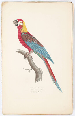 Brehm, Monographie der Papageien