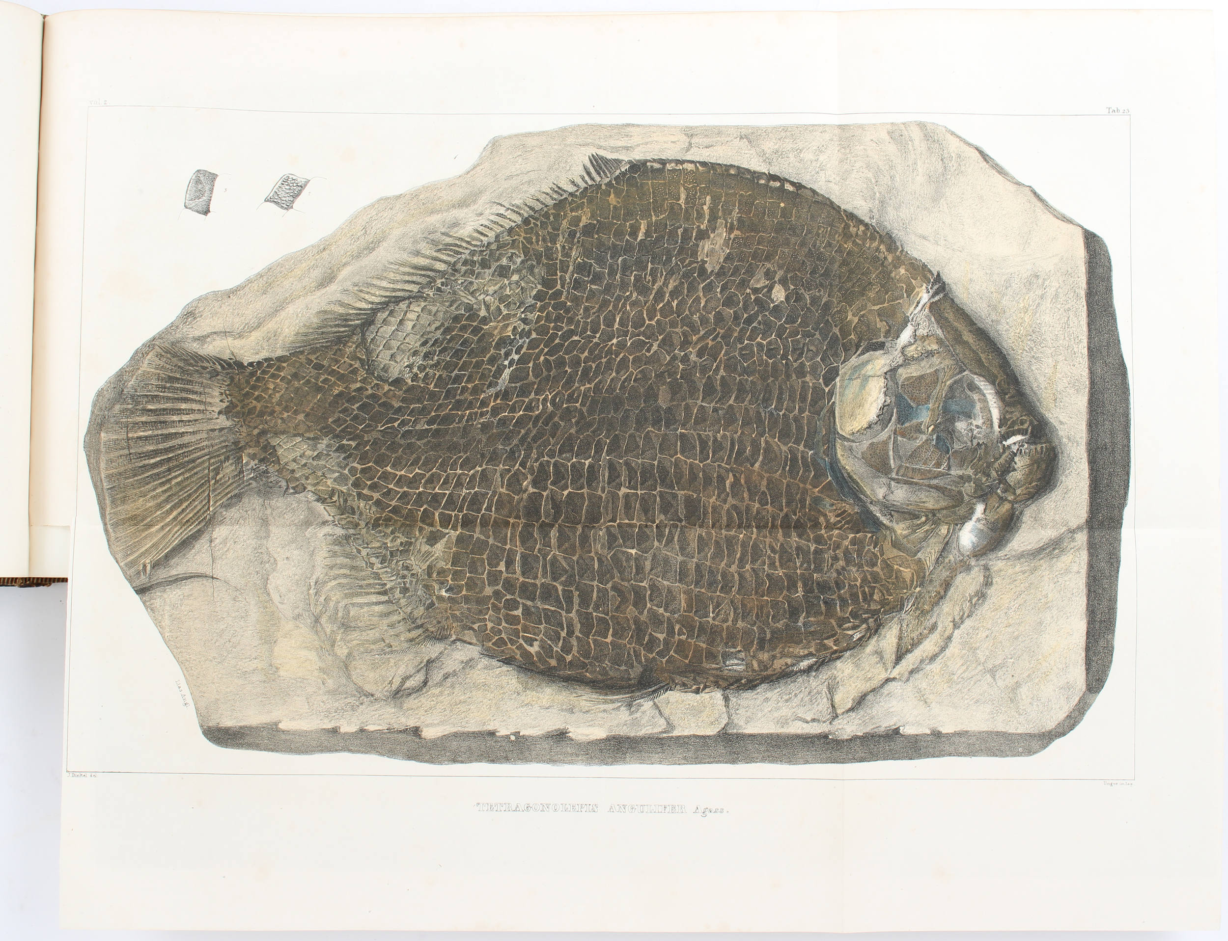 Agassiz, Recherches sur les poissons fossiles / 12 Bde.