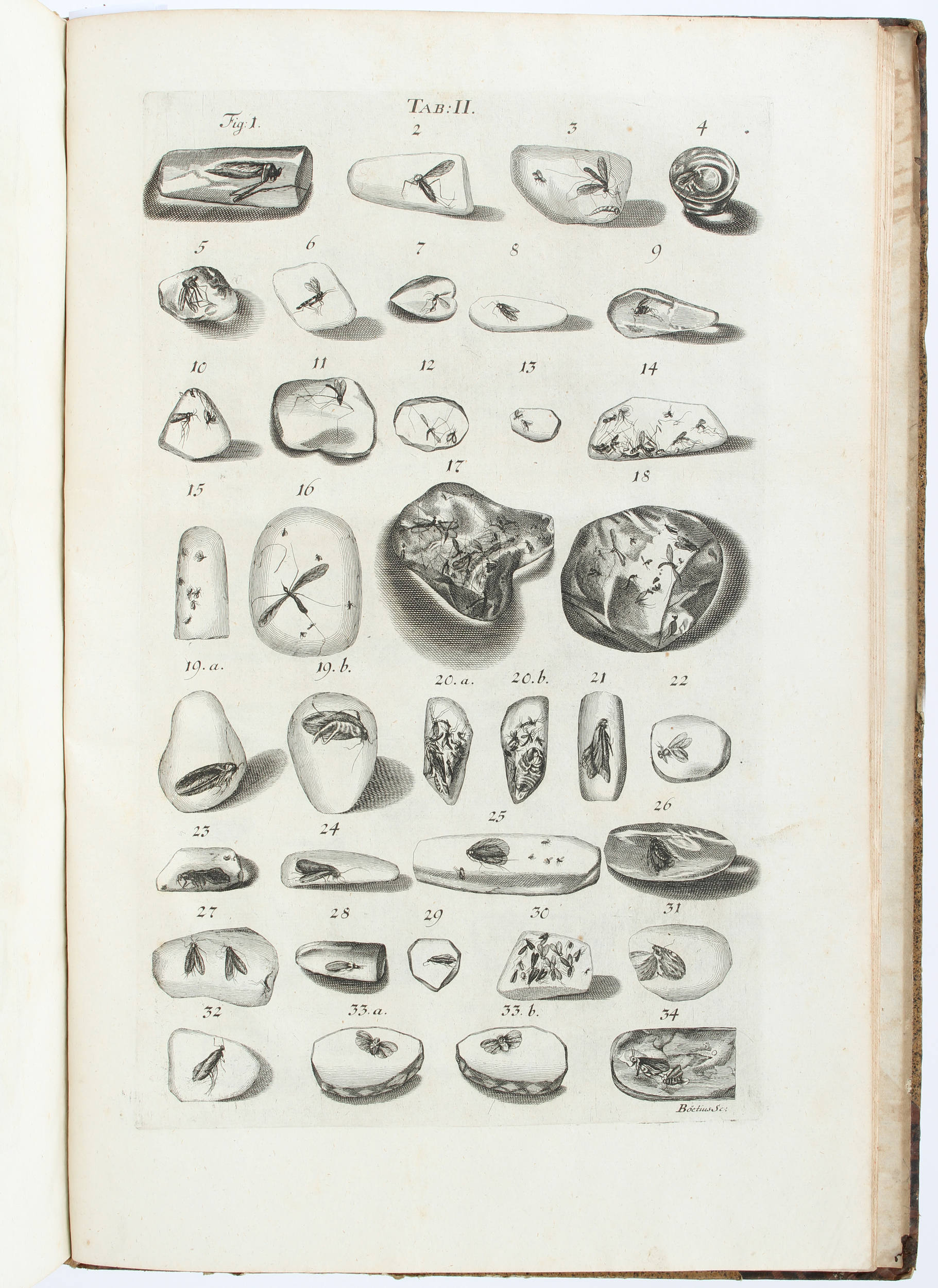 Sendel, Historia succinorum