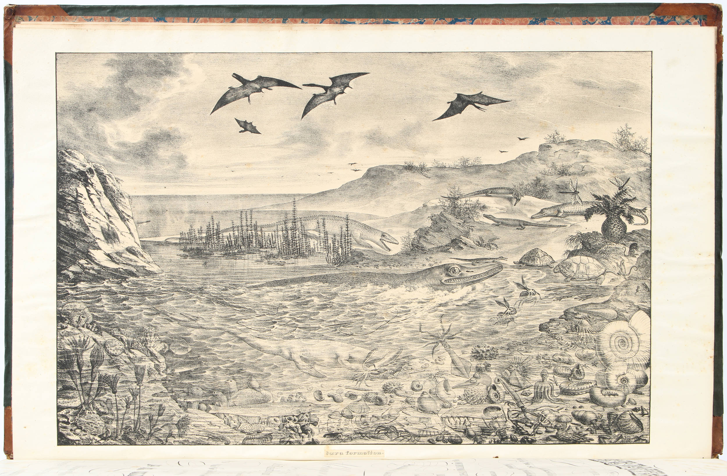 Goldfuss, Petrefacta germaniae. Abbildungen und Beschreibungen