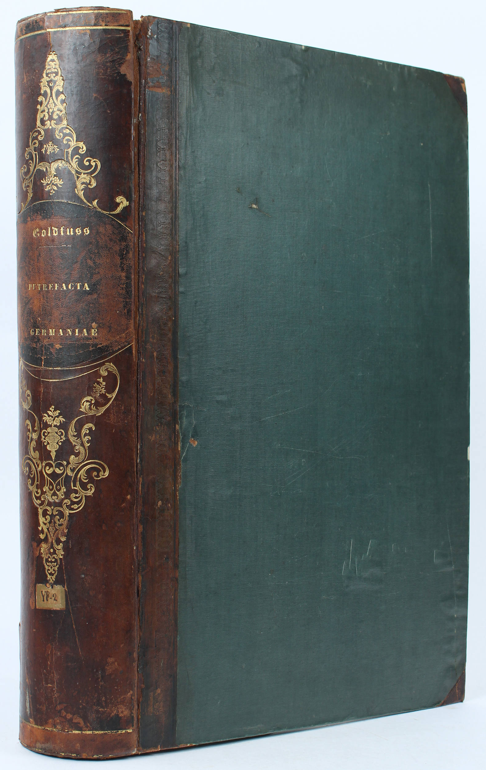 Goldfuss, Petrefacta germaniae. Abbildungen und Beschreibungen