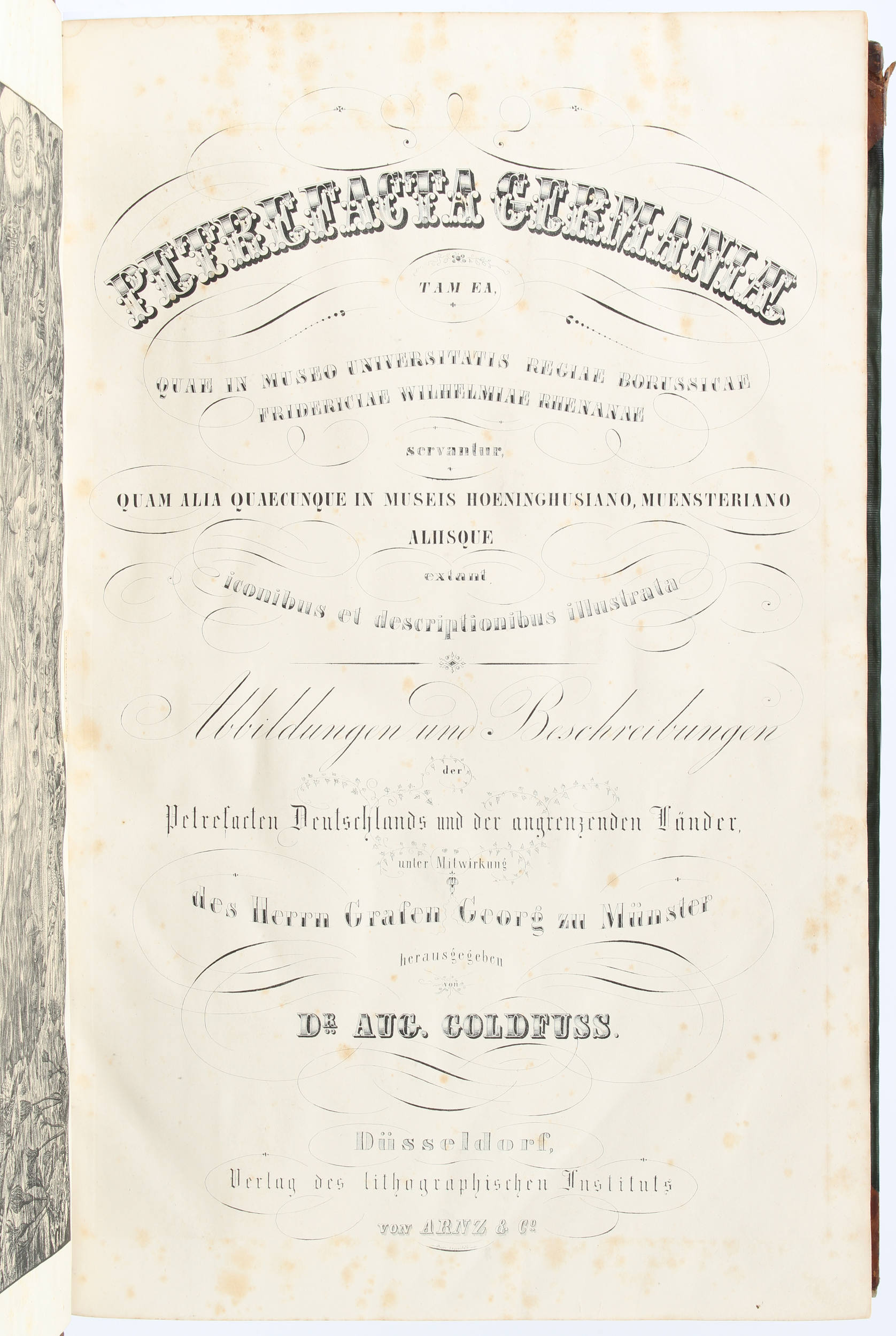 Goldfuss, Petrefacta germaniae. Abbildungen und Beschreibungen