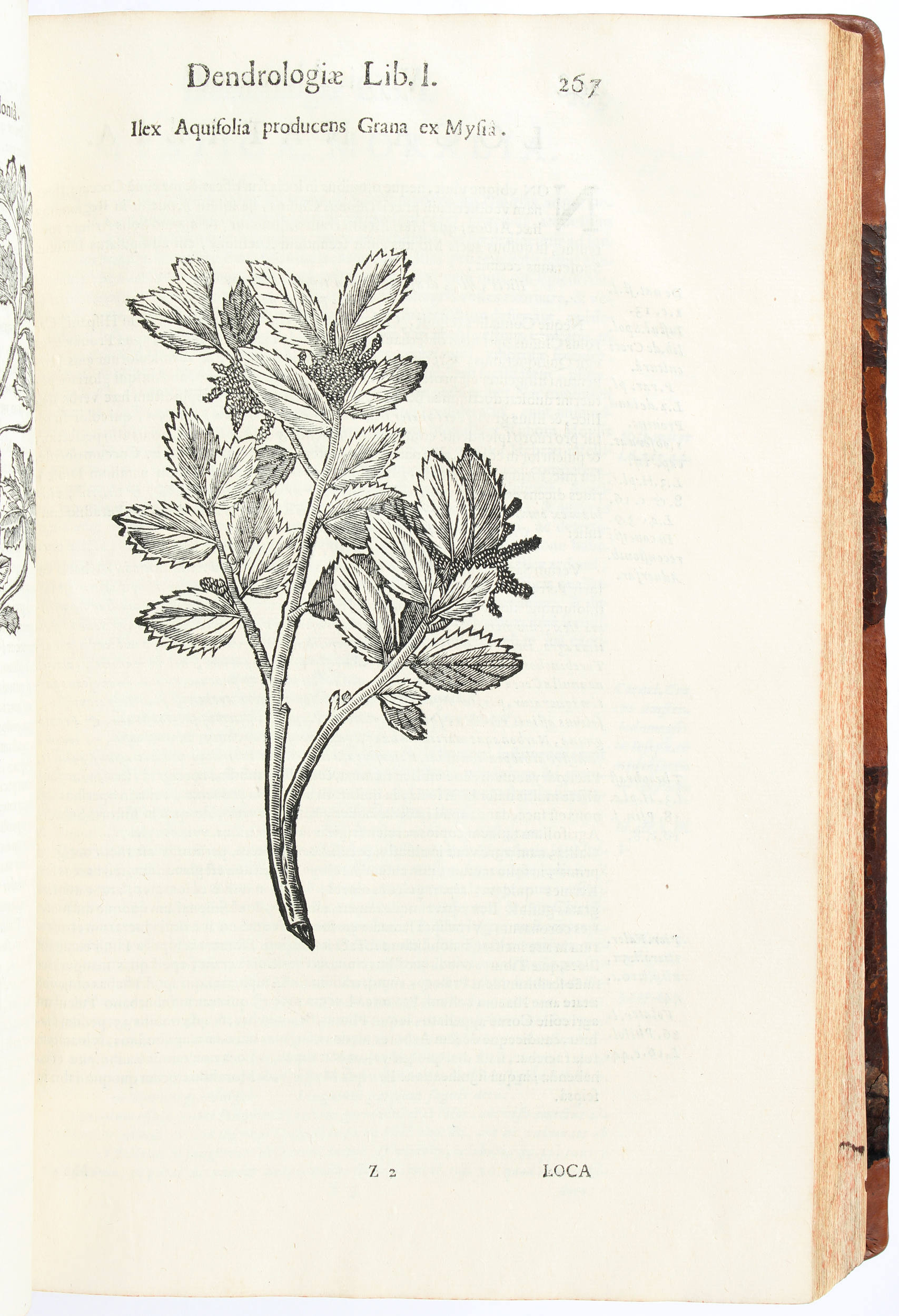 Aldrovandi, Dendrologia