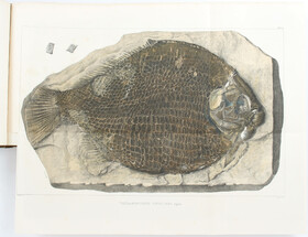 Agassiz, Recherches sur les poissons fossiles / 12 Bde.