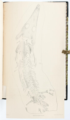 Meyer, Reptilien aus der Steinkohlen-Formation