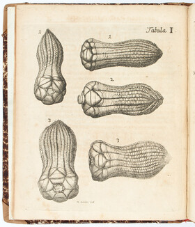 Rosinus, De lithozois ac lithophytis
