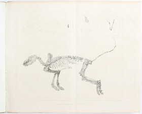 Meyer, Zur Fauna der Vorwelt. 5 Bde.