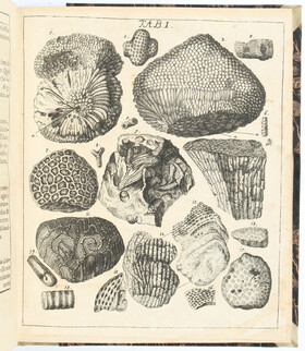 Büttner, Coralliographia subterranea