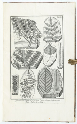 Scheuchzer, Herbarium diluvianum. 1709.