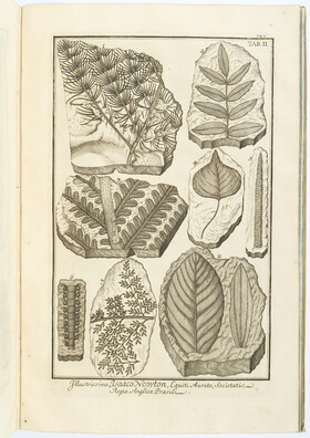 Scheuchzer, Herbarium diluvianum. 1723