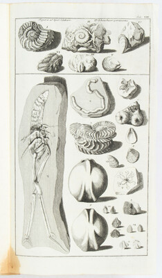 Baier, Oryktographia norica / Monumenta rerum petrificatarum