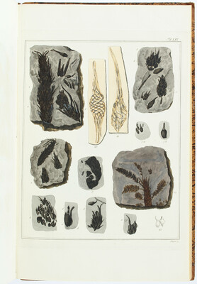 Sternberg, Flora der Vorwelt. 4 Bde.