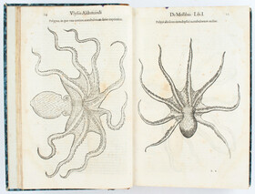 Aldrovandi, De reliquis animalibus
