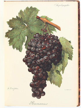 Viala/Vermorel, Ampélographie. 7 Bde.