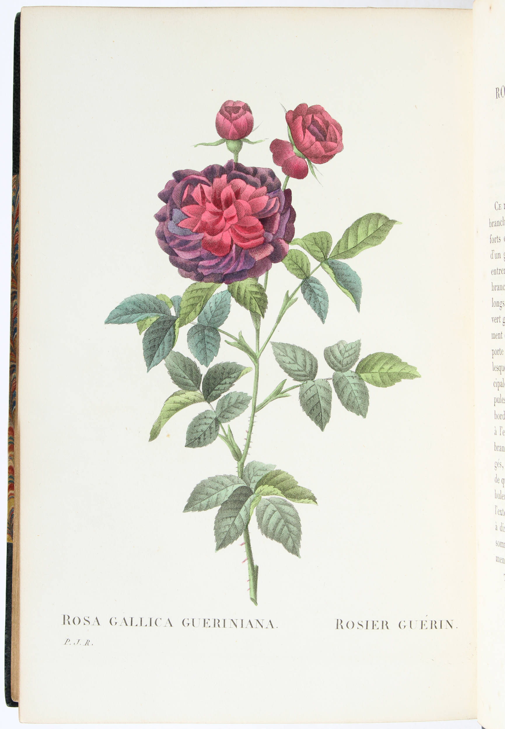 Redouté, Les Roses. 3 Bde.