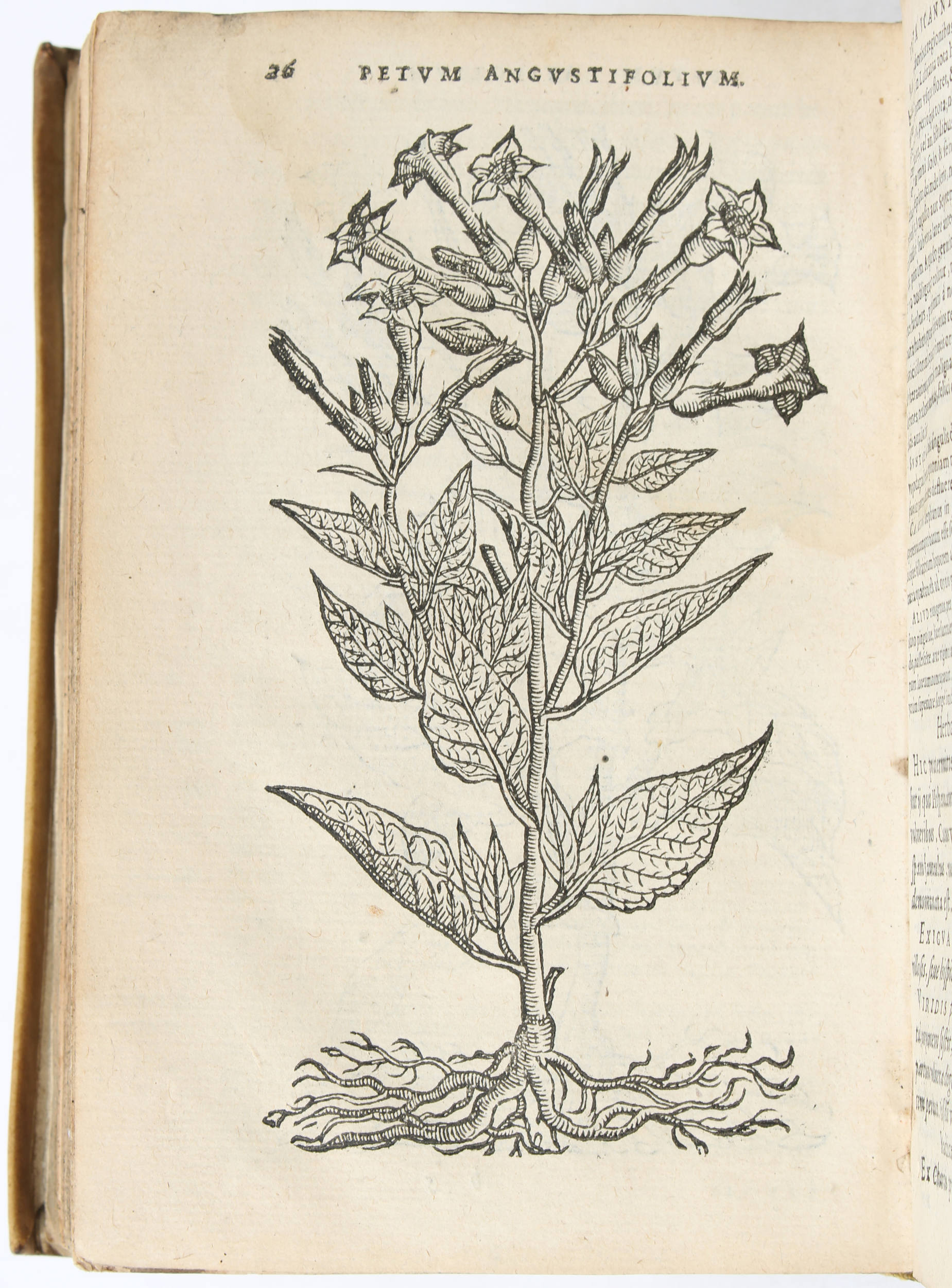 Clusius, Sammelband mit Aliquot notae + 4 Beibände