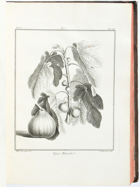 Duhamel, Arbres fruitiers. 2 Bde.