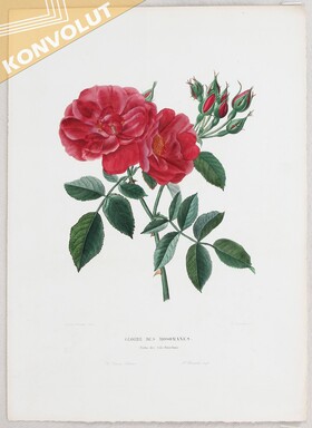 Rosen. 6 Bll. Bricogne / 10 Bll.