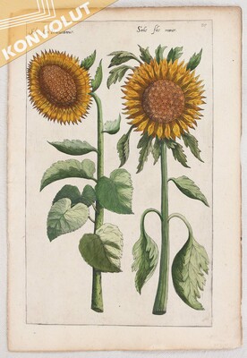 Blumen. 30 Bll. (Sweertius)