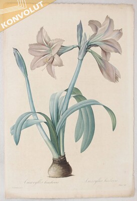 Blumen. Amaryllis. Redouté / 36 Bll.