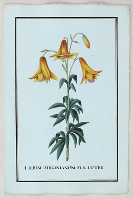 Blumen. 23 Bll. Aquarelle