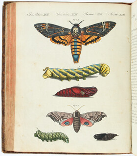 Bertuch, Bilderbuch für Kinder. 11 Bde.