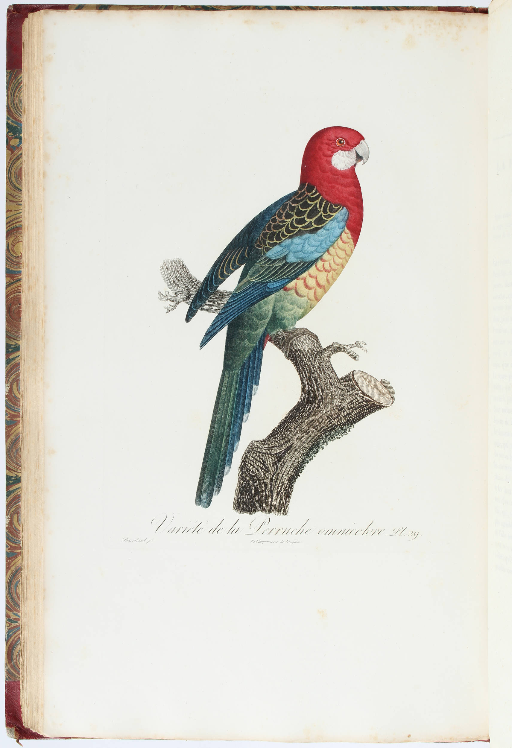 Le Vaillant, Histoire des perroquets. 2 Bde.