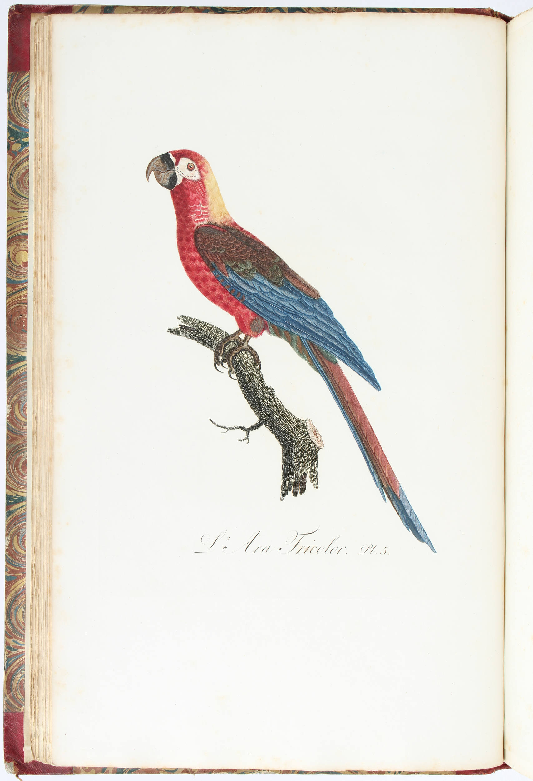 Le Vaillant, Histoire des perroquets. 2 Bde.