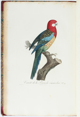 Levaillant, Histoire des perroquets. 2 Bde.