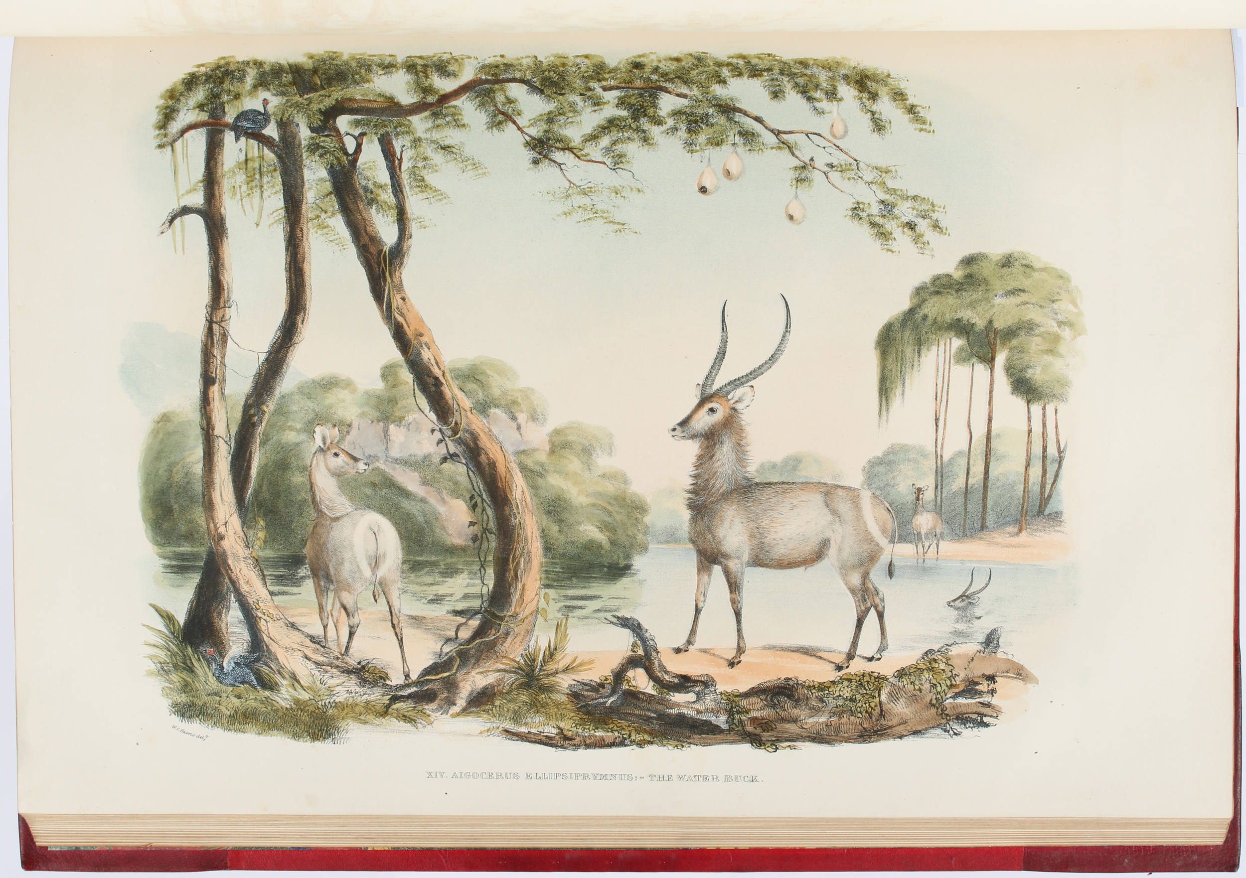 Harris, Portraits of the game