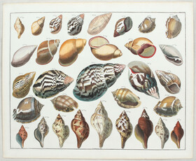 Muscheln und Schnecken. 2 Bll. (Seba)