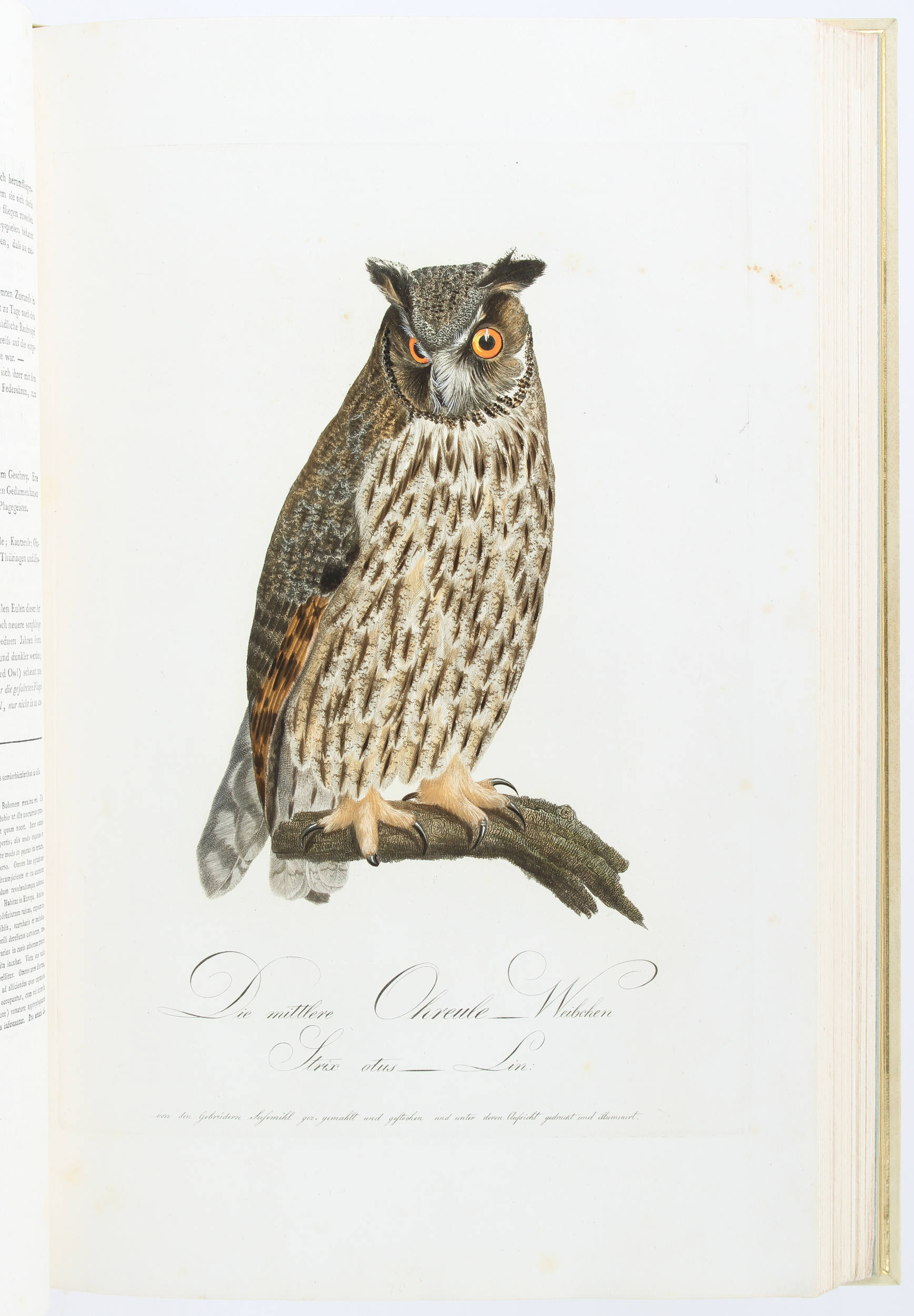 Susemihl, Teutsche Ornithologie