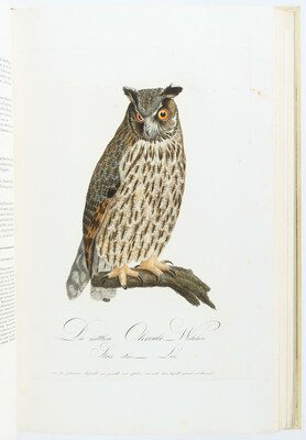 Susemihl, Teutsche Ornithologie